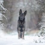 Hund trotz Training nicht hört
