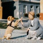 Hundetrainer für Problemhunde
