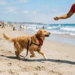 Der Rückruf klappt einfach nicht, egal wie oft Du übst – die Erfahrungen von Sonee Dosoruth zeigen, dass das eigentliche Problem woanders liegt.