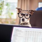 Individuelle Hundeanalyse statt Tipps aus dem Internet – warum pauschale Ratschläge nicht helfen